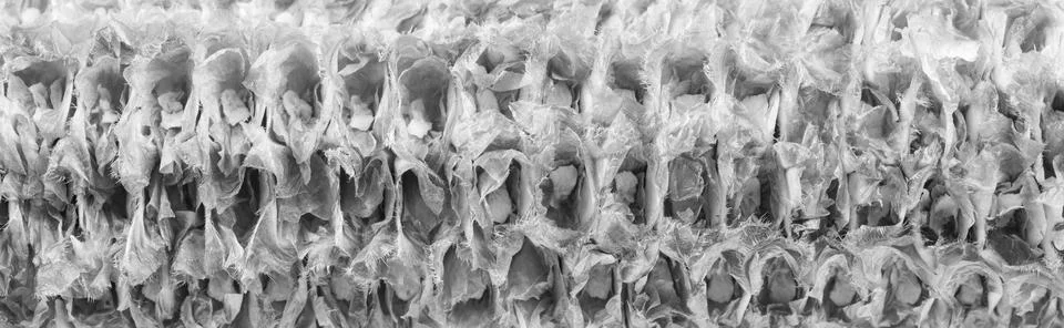 Textured gray corn on the cob. background Stock Photos
