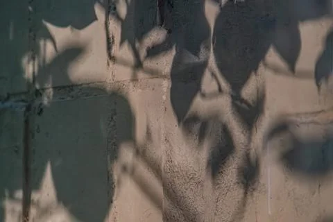 Textured gray wall, tree shadow with leaf and branch patterns, organic comp.. Stock Photos