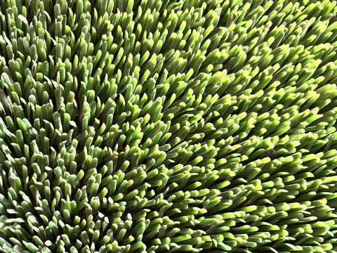 Textured green background Фото