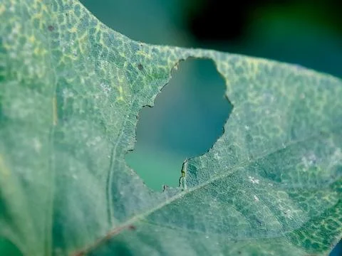 Textured green leaf with irregular shaped hole creating abstract form and s.. Stock Photos