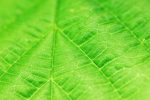 Textured green leaf Stock Photos