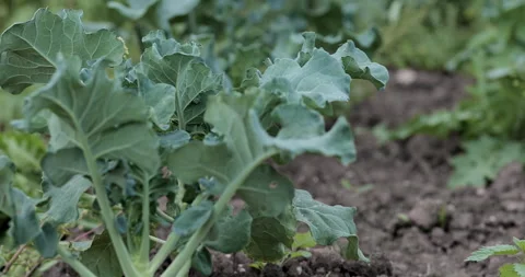 Textured green leaves shift from sharp to soft focus. Stock Footage 322178475