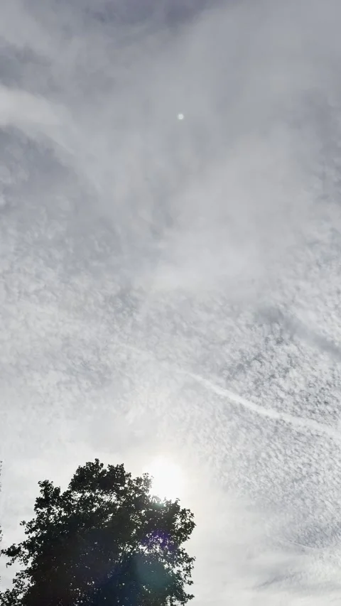 Textured Grey Cloudy Sky Above Tree Canopy Vertical Nature Background Stock Footage 340188163