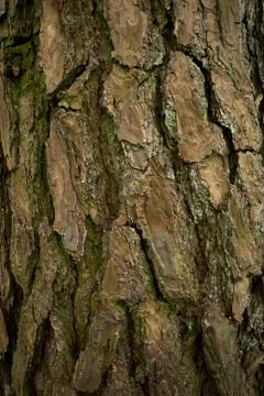 A textured, grooved surface of pine tree trunk. Closeup vertical image Stock Photos