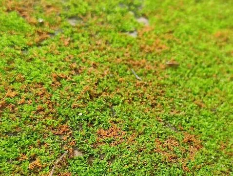 Textured Ground Surface Featuring Moss Growth and Organic Elements Stock Photos