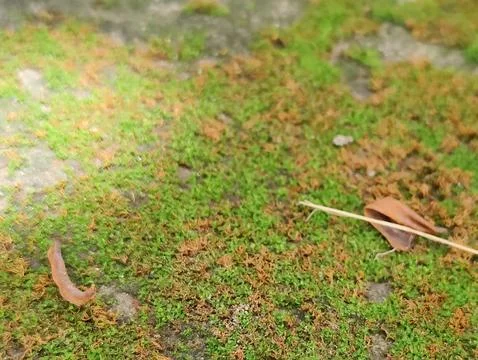 Textured Ground Surface Featuring Moss Growth and Organic Elements 写真素材