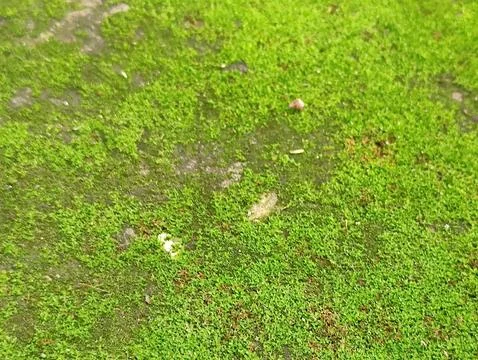 Textured Ground Surface Featuring Moss Growth and Organic Elements Stock Photos