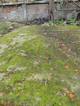 Textured Ground Surface Featuring Moss Growth and Organic Elements Stock Photos