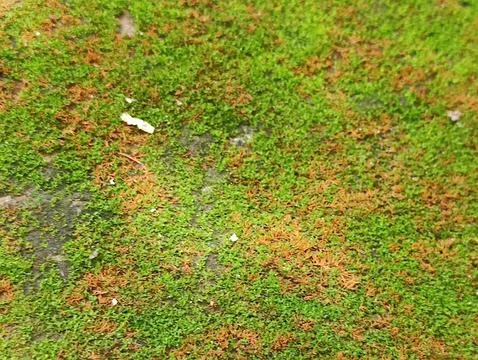 Textured Ground Surface Featuring Moss Growth and Organic Elements Stock Photos