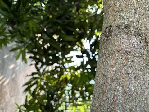 Textured half tree trunk in focus Stock Photos