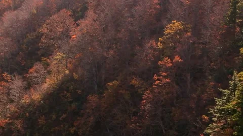 Textured Hillside Covered in Fall Leaves Stock Footage 346195767