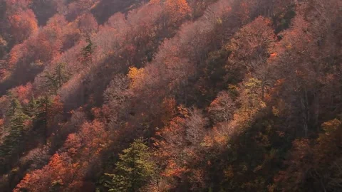 Textured Hillside Covered in Fall Leaves Stock Footage 346195779