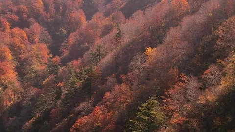 Textured Hillside Covered in Fall Leaves Stock Footage 346195785