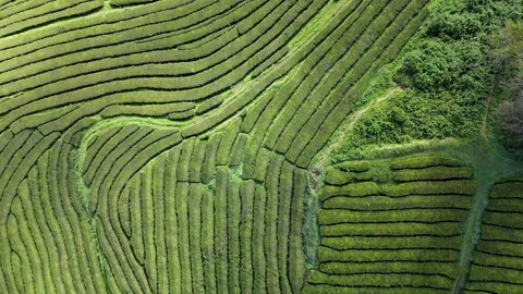 Textured hillside landscape shaped by parallel and curved tea rows in Azores Stock Footage 323704838