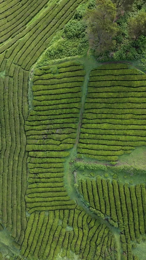 Textured hillside landscape shaped by parallel and curved tea rows in Azores Stock Footage 331241241