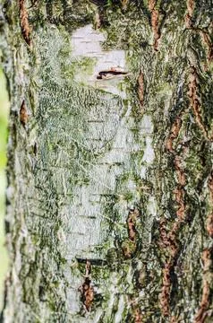 Textured image of tree bark Stock Photos