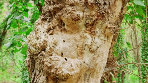 Textured Ivy Covered Tree Trunk in Vibrant Spring Woodland Video stock 337005484