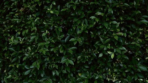 Textured of leaf and flower for visual and background. Stock Footage 306574425