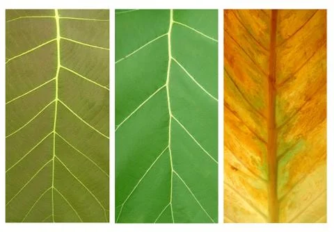 Textured of leaf 写真素材