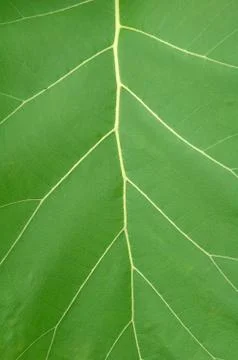 Textured of leaf Foto stock