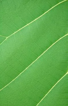 Textured of leaf 스톡 사진