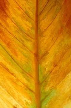 Textured of leaf Stockfoto's