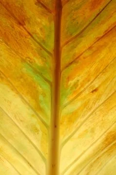 Textured of leaf Foto stock