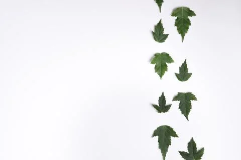 Textured leaves vertically to the right. Stock Photos
