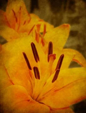 Textured Lily 스톡 일러스트