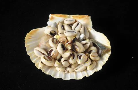 Textured Limestone Sea Shells on Black Background Stockfoto's