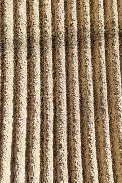 Textured lines of sand create a mesmerizing pattern under bright sunlight i.. Stock Photos