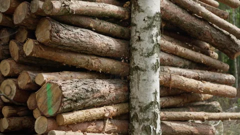 Textured lumber stack and timber pile stand in a dense forest for industry. Stock Footage 339365219