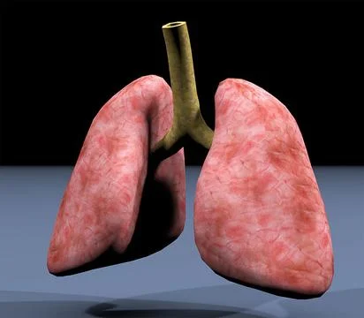 Textured Lungs 3D Model