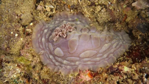 Textured mantle of Asteronotus nudibranch Video stock 327585953