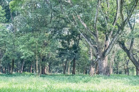 Textured Massive Tree Trunk for Natural Strength Concepts Stock Photos