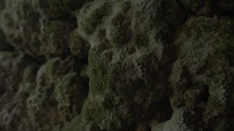 Textured Moss-Covered Rock Surface in Natural Light Stock Footage 285058570