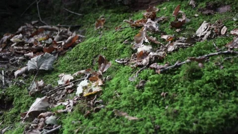 Textured Mossy Ground Stock Footage 146387323