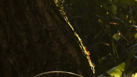 Textured mossy tree bark close up with glowing green leaves, tilting Video stock 340209925