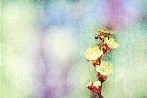 Textured old paper background, bee collects honey on a flower Foto stock