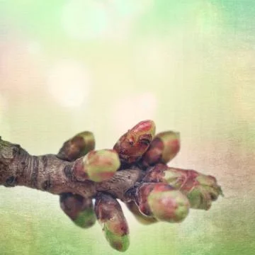 Textured old paper background with spring blossoming tree buds Foto stock