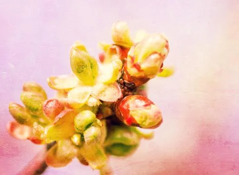 Textured old paper background with spring blossoming tree buds Stock Photos
