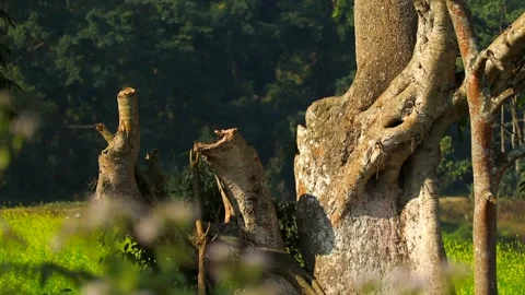 Textured old tree trunk beside green mustard field in countryside Stock Footage 327515294