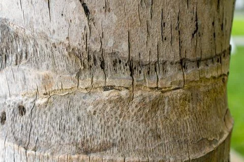 Textured Palm Tree Trunk Close-Up. Stock Photos