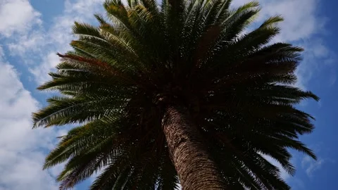 Textured Palm Tree Trunk, Lush Green Canopy under Blue Sky.Botanical Pattern Stock Footage 334655157