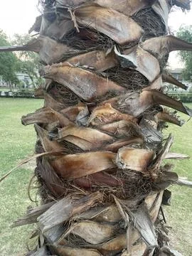 Textured Palm Tree Trunk Stock Photos