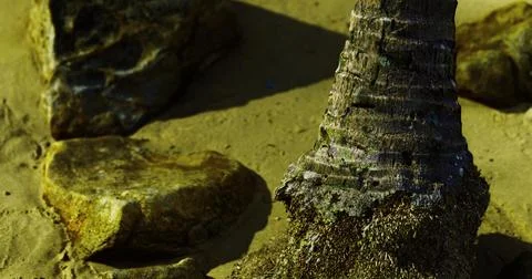 Textured palm tree trunk surrounded by rocks on sandy beach shore 스톡 일러스트