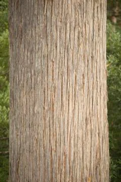 Textured pattern eucalyptus tree bark Australia Foto stock