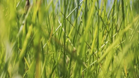 Textured pattern sequence of field flowers in low perspective short fast loop Stock Footage 76216357