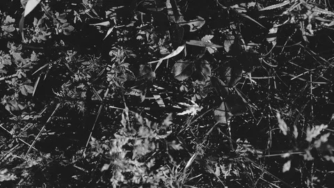 Textured pattern sequence of field flowers top view short fast loop Stock Footage 76216415