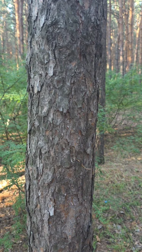 Textured pine bark green background Stock Footage 339079238